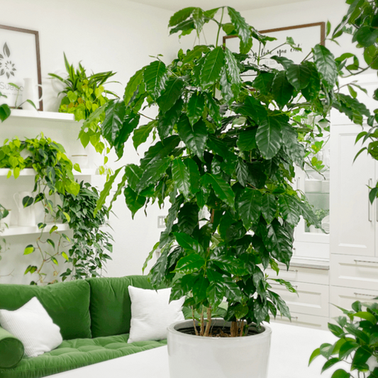 Have you ever wanted to grow a coffee houseplant?